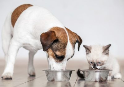 La importancia de los nutrientes en los alimentos procesados para mascotas