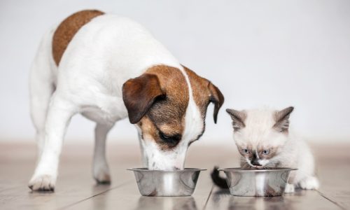 La importancia de los nutrientes en los alimentos procesados para mascotas